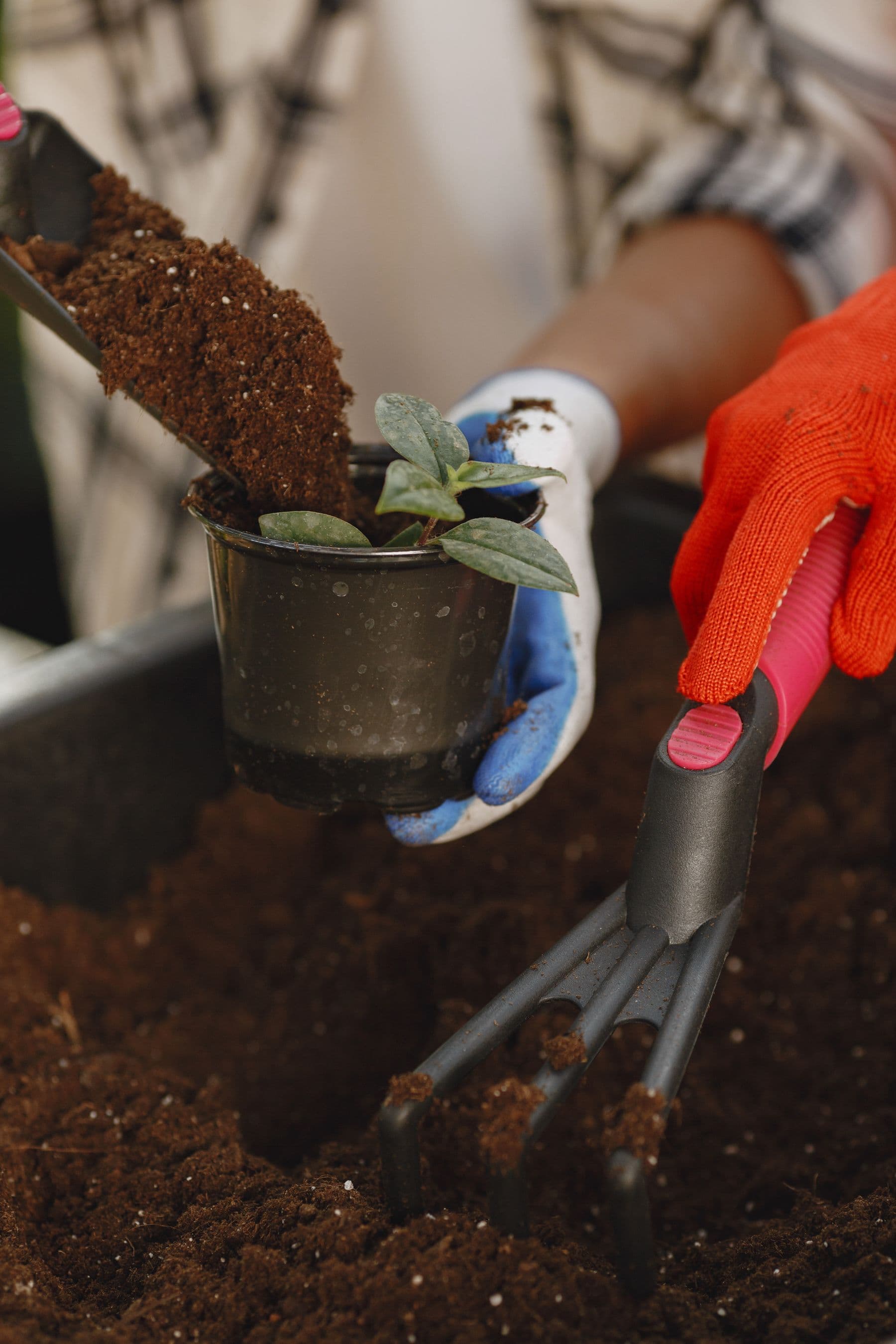 Manos cuidando una planta real en vivero
