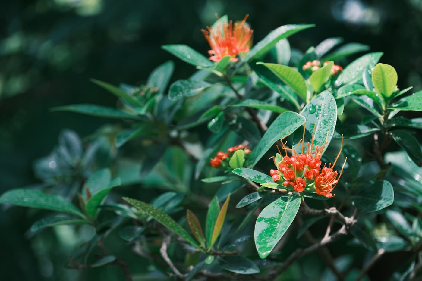 Flores reales de ixora entre hojas verdes